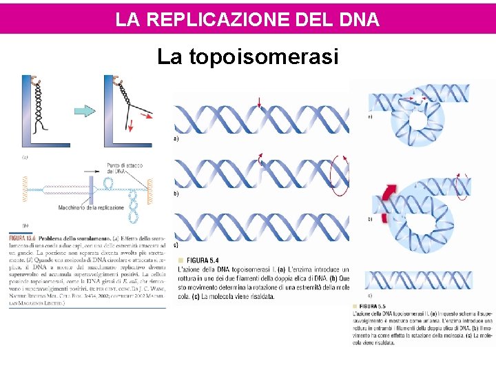 LA REPLICAZIONE DEL DNA La topoisomerasi 