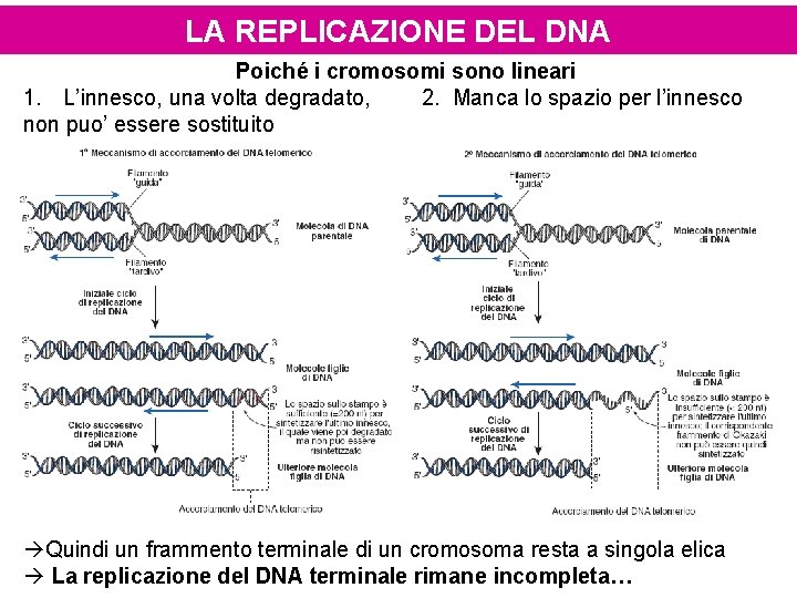 LA REPLICAZIONE DEL DNA Poiché i cromosomi sono lineari 1. L’innesco, una volta degradato,