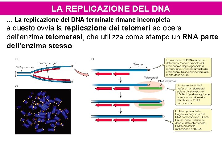 LA REPLICAZIONE DEL DNA … La replicazione del DNA terminale rimane incompleta a questo