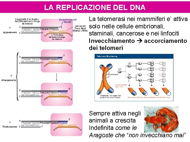 LA REPLICAZIONE DEL DNA La telomerasi nei mammiferi e’ attiva solo nelle cellule embrionali,