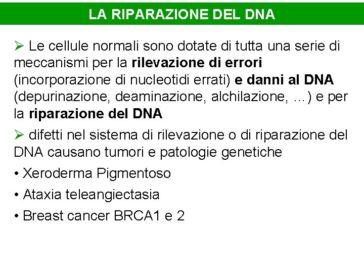 LA RIPARAZIONE DEL DNA Ø Le cellule normali sono dotate di tutta una serie