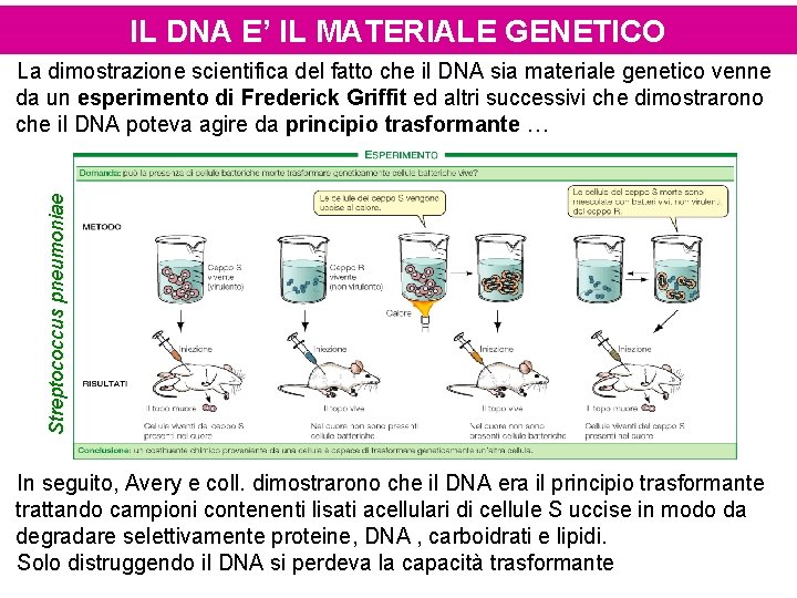 IL DNA E’ IL MATERIALE GENETICO Streptococcus pneumoniae La dimostrazione scientifica del fatto che