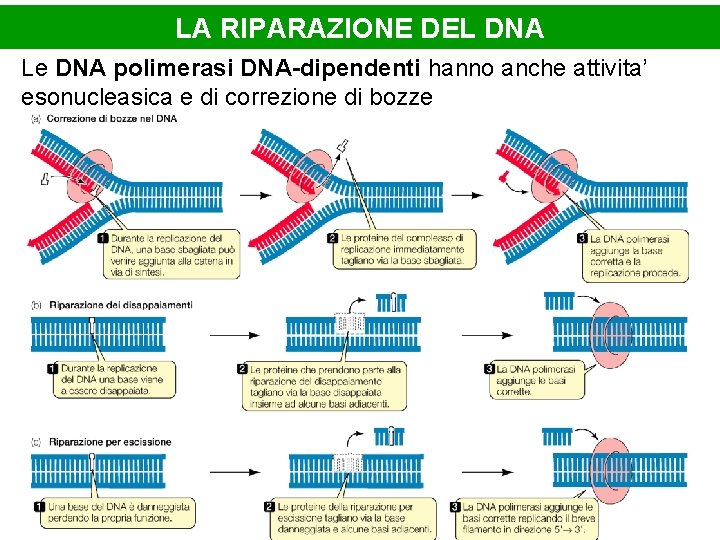 LA RIPARAZIONE DEL DNA Le DNA polimerasi DNA-dipendenti hanno anche attivita’ esonucleasica e di