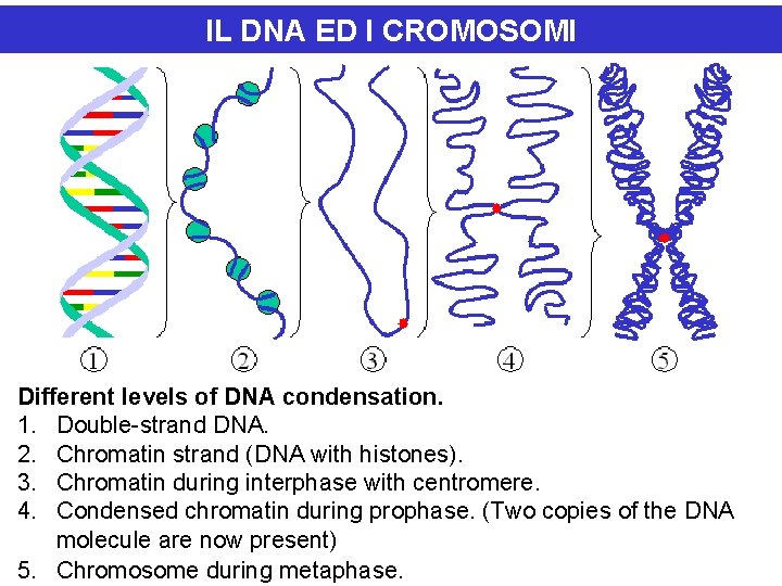 IL DNA ED I CROMOSOMI Different levels of DNA condensation. 1. Double-strand DNA. 2.