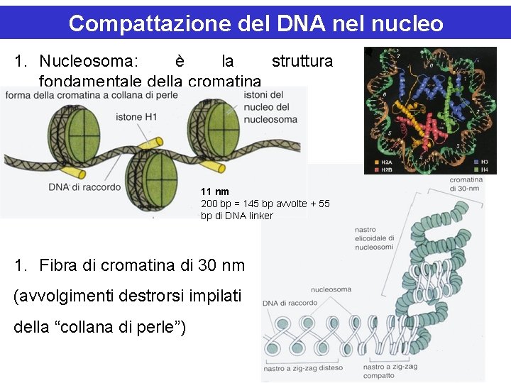 Compattazione del DNA nel nucleo 1. Nucleosoma: è la struttura fondamentale della cromatina 11