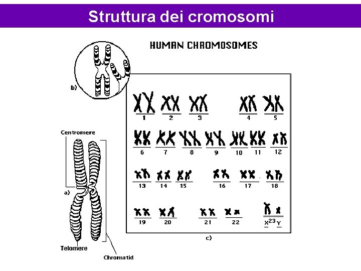 Struttura dei cromosomi 