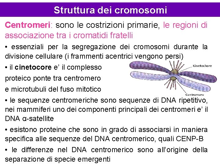 Struttura dei cromosomi Centromeri: sono le costrizioni primarie, le regioni di associazione tra i