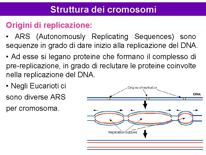 Struttura dei cromosomi Origini di replicazione: • ARS (Autonomously Replicating Sequences) sono sequenze in
