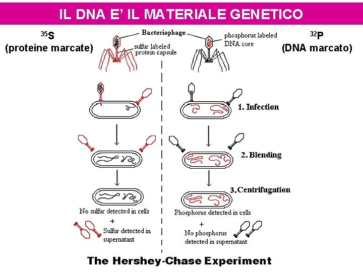IL DNA E’ IL MATERIALE GENETICO 35 S 32 P (proteine marcate) (DNA marcato)