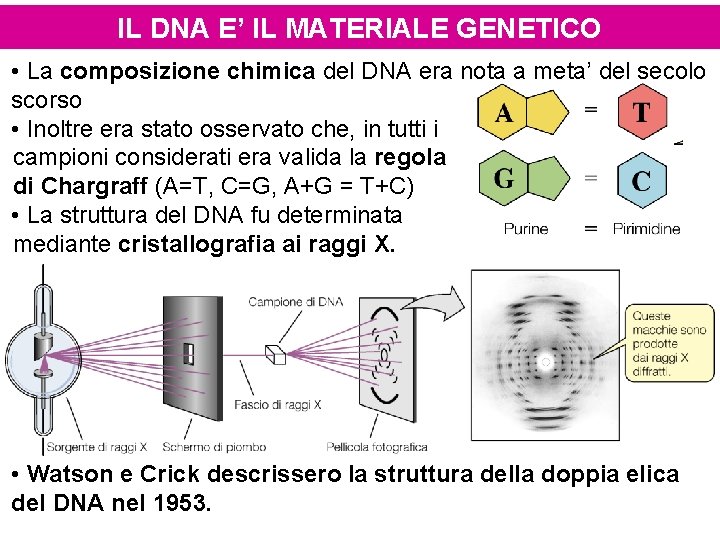 IL DNA E’ IL MATERIALE GENETICO • La composizione chimica del DNA era nota
