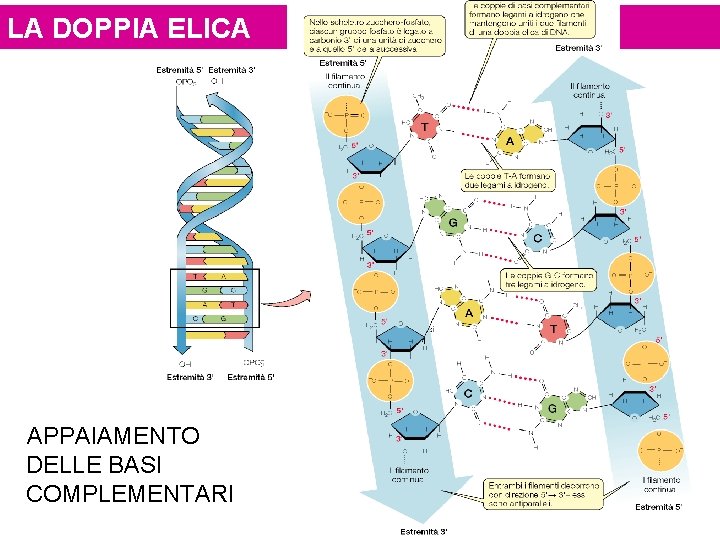 LA DOPPIA ELICA APPAIAMENTO DELLE BASI COMPLEMENTARI ELICA 