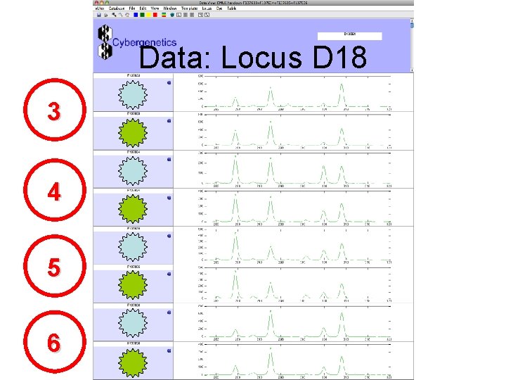 Data: Locus D 18 3 4 5 6 