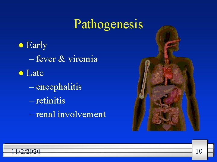 Pathogenesis Early – fever & viremia l Late – encephalitis – retinitis – renal
