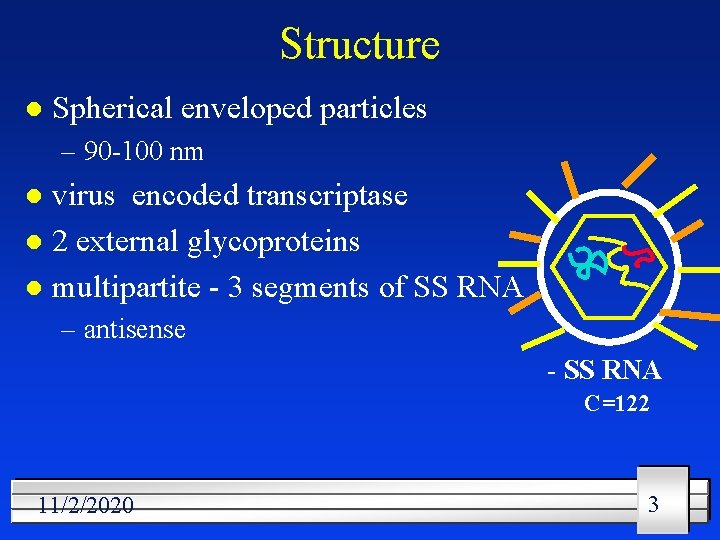 Structure l Spherical enveloped particles – 90 -100 nm virus encoded transcriptase l 2