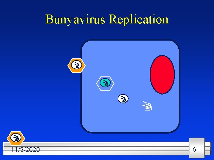 Bunyavirus Replication 11/2/2020 6 