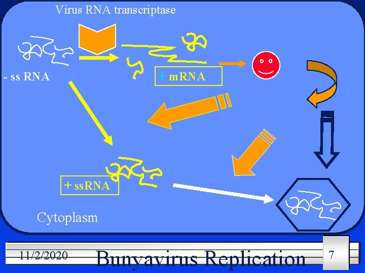 Virus RNA transcriptase - ss RNA + m. RNA + ss. RNA Cytoplasm 11/2/2020
