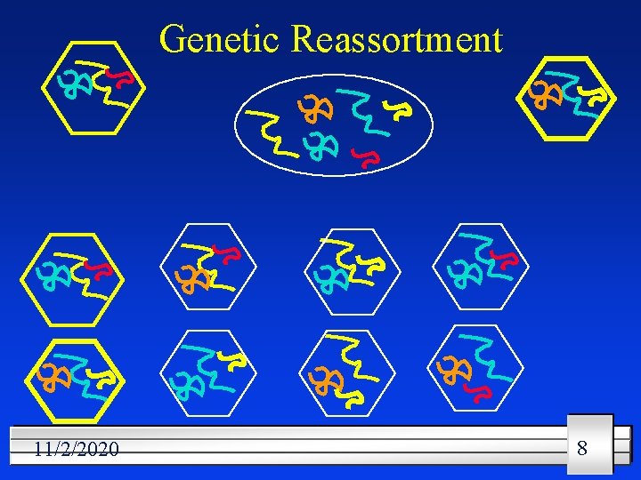 Genetic Reassortment 11/2/2020 8 