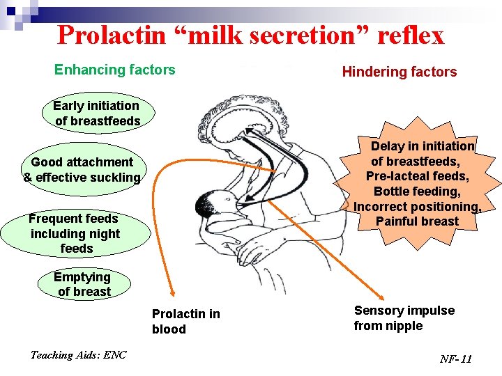 Prolactin “milk secretion” reflex Enhancing factors Hindering factors Early initiation of breastfeeds Delay in