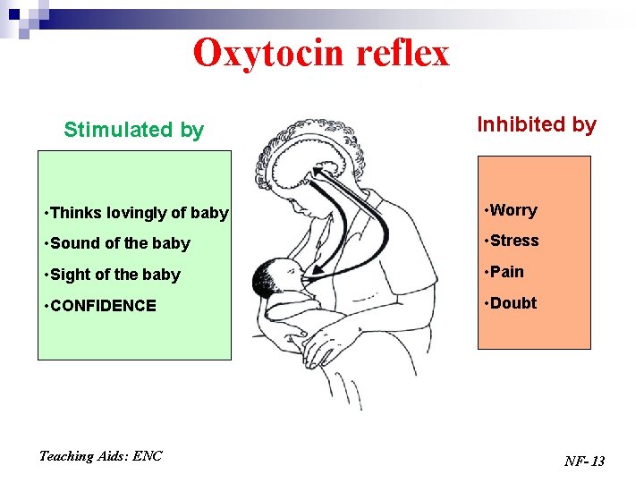 Oxytocin reflex Stimulated by Inhibited by • Thinks lovingly of baby • Worry •