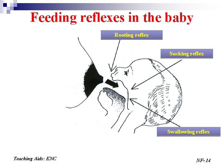 Feeding reflexes in the baby Rooting reflex Sucking reflex Swallowing reflex Teaching Aids: ENC