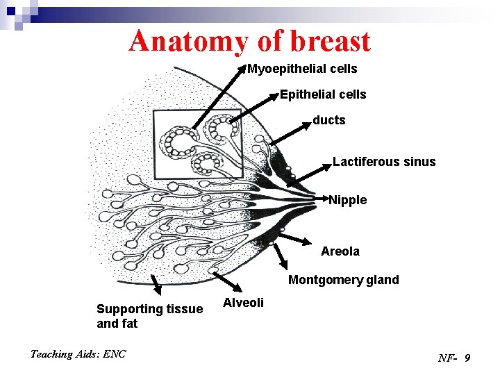 Anatomy of breast Myoepithelial cells Epithelial cells ducts Lactiferous sinus Nipple Areola Montgomery gland
