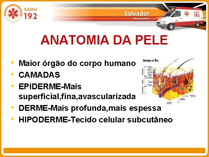 ANATOMIA DA PELE • Maior órgão do corpo humano • CAMADAS • EPIDERME-Mais •