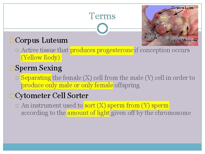 Terms �Corpus Luteum Active tissue that produces progesterone if conception occurs (Yellow Body) �Sperm