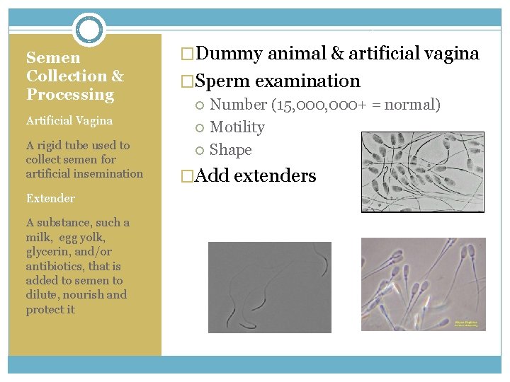 Semen Collection & Processing Artificial Vagina A rigid tube used to collect semen for