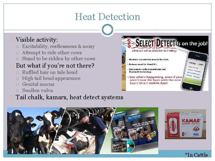 Heat Detection � Visible activity: Excitability, restlessness & noisy Attempt to ride other cows