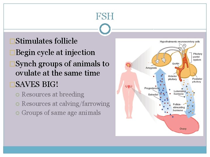 FSH �Stimulates follicle �Begin cycle at injection �Synch groups of animals to ovulate at