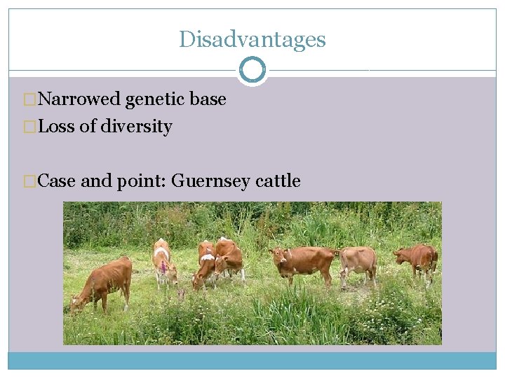 Disadvantages �Narrowed genetic base �Loss of diversity �Case and point: Guernsey cattle 