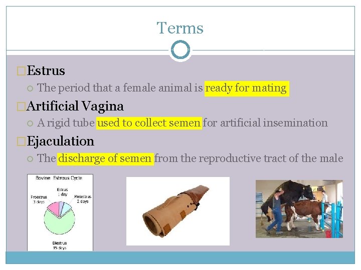 Terms �Estrus The period that a female animal is ready for mating �Artificial Vagina