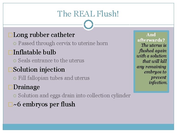 The REAL Flush! �Long rubber catheter Passed through cervix to uterine horn �Inflatable bulb