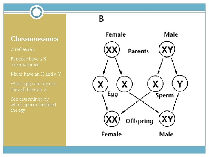 Chromosomes A refresher: Females have 2 X chromosomes Males have an X and a