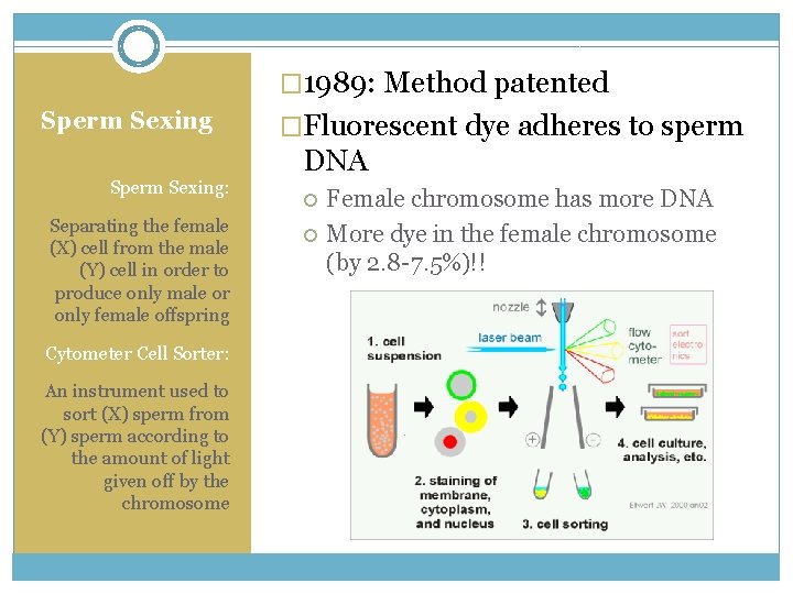 � 1989: Method patented Sperm Sexing: Separating the female (X) cell from the male