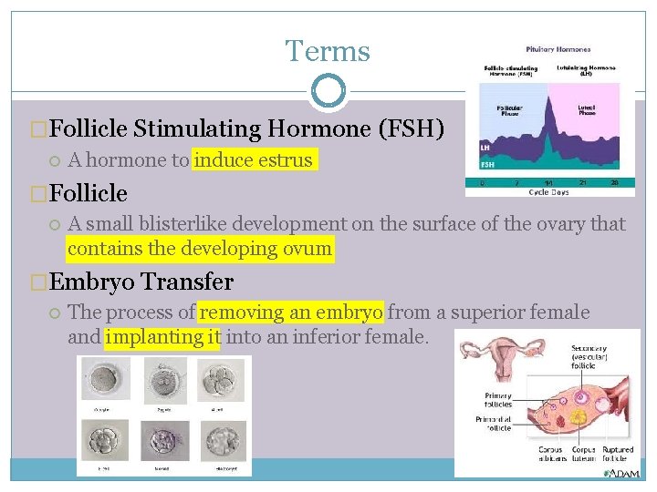 Terms �Follicle Stimulating Hormone (FSH) A hormone to induce estrus �Follicle A small blisterlike