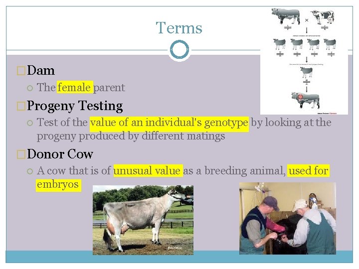 Terms �Dam The female parent �Progeny Testing Test of the value of an individual's