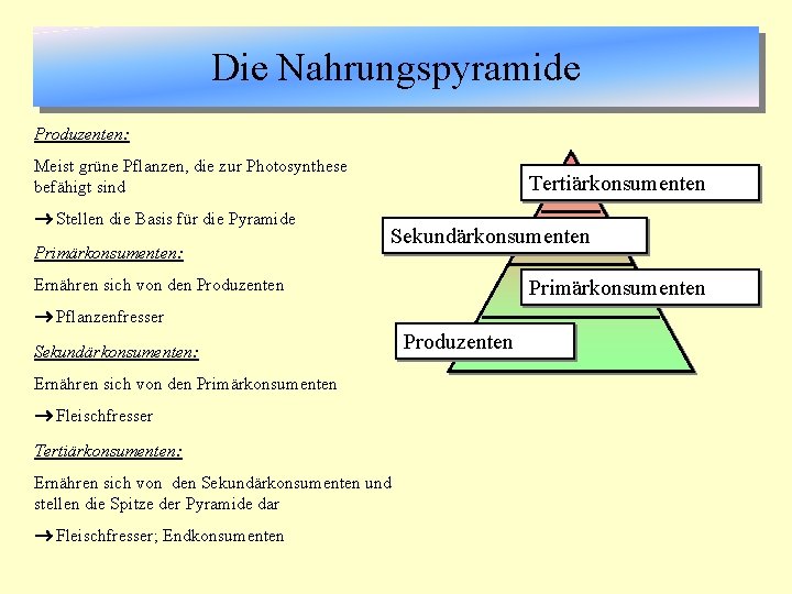 Die Nahrungspyramide Produzenten: Meist grüne Pflanzen, die zur Photosynthese befähigt sind Stellen die Basis