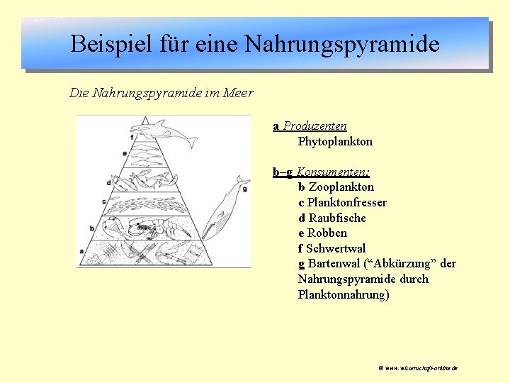 Beispiel für eine Nahrungspyramide Die Nahrungspyramide im Meer a Produzenten Phytoplankton b–g Konsumenten: b