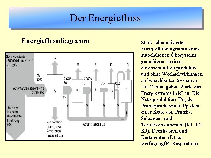 Der Energieflussdiagramm Stark schematisiertes Energieflußdiagramm eines autochthonen Ökosystems gemäßigter Breiten, durchschnittlich produktiv und ohne