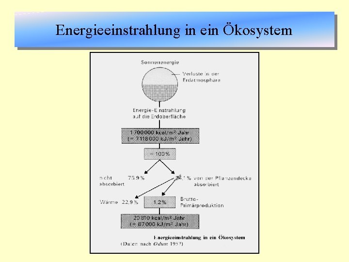 Energieeinstrahlung in ein Ökosystem 