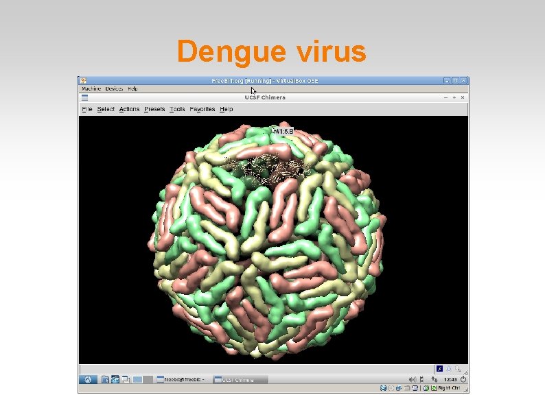 Dengue virus 