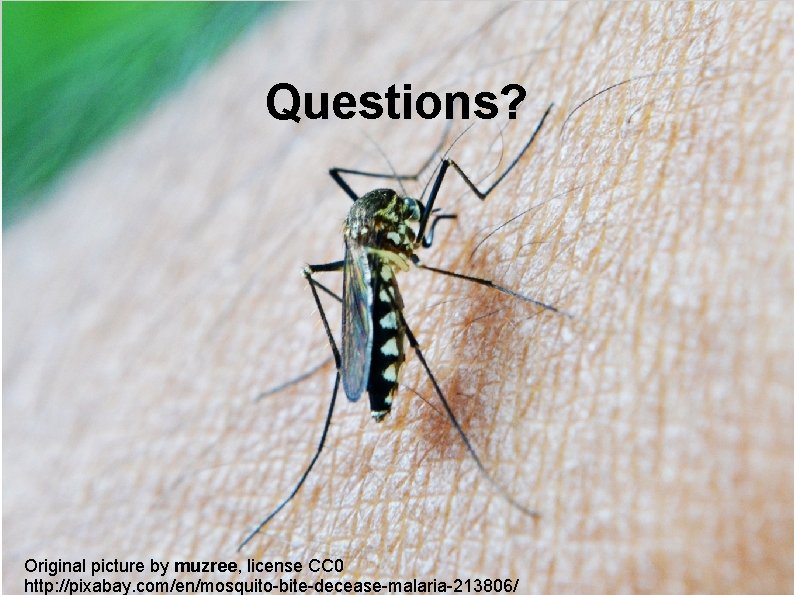 Questions? Original picture by muzree, license CC 0 http: //pixabay. com/en/mosquito-bite-decease-malaria-213806/ 