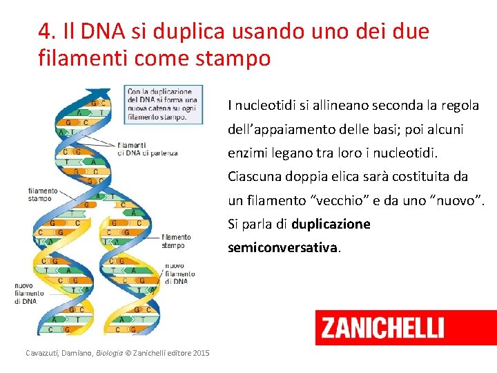 4. Il DNA si duplica usando uno dei due filamenti come stampo I nucleotidi