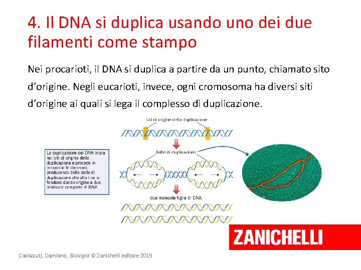4. Il DNA si duplica usando uno dei due filamenti come stampo Nei procarioti,
