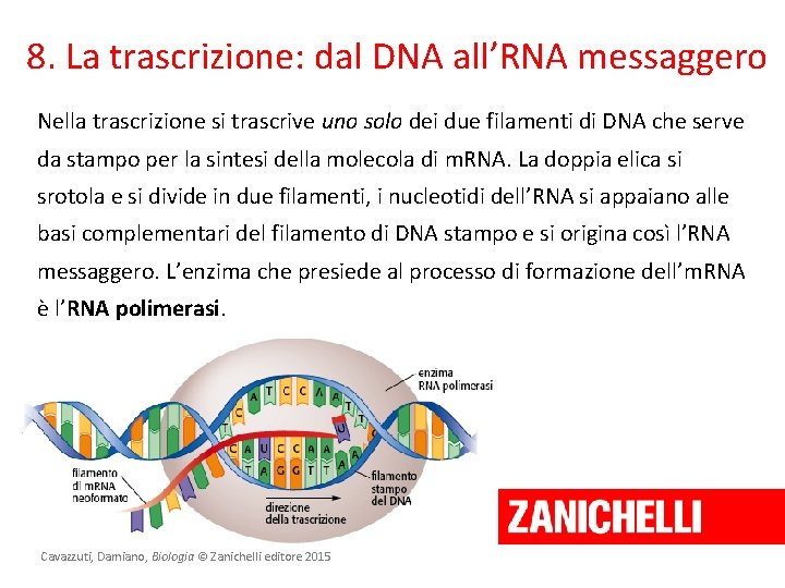8. La trascrizione: dal DNA all’RNA messaggero Nella trascrizione si trascrive uno solo dei