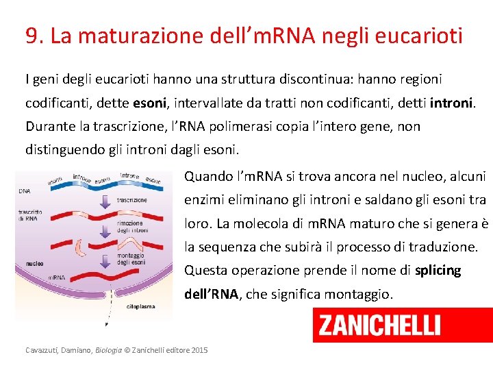 9. La maturazione dell’m. RNA negli eucarioti I geni degli eucarioti hanno una struttura