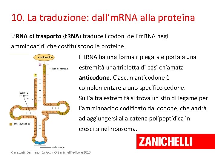 10. La traduzione: dall’m. RNA alla proteina L’RNA di trasporto (t. RNA) traduce i