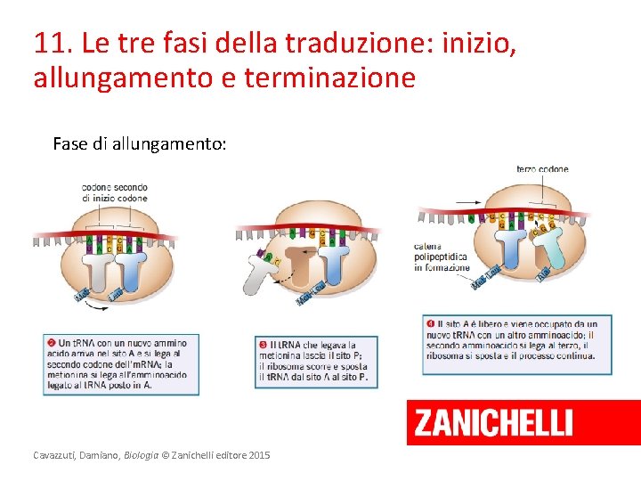 11. Le tre fasi della traduzione: inizio, allungamento e terminazione Fase di allungamento: Cavazzuti,