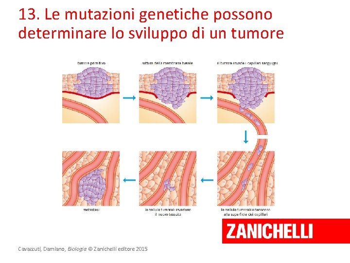 13. Le mutazioni genetiche possono determinare lo sviluppo di un tumore Cavazzuti, Damiano, Biologia